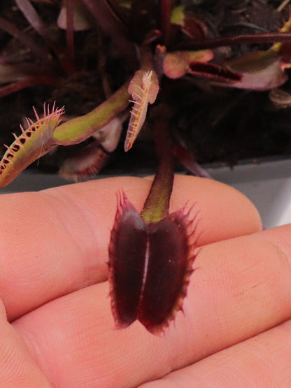 Dionaea muscipula F05 BCP