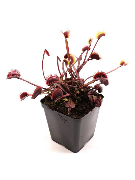 Dionaea muscipula F12 BCP