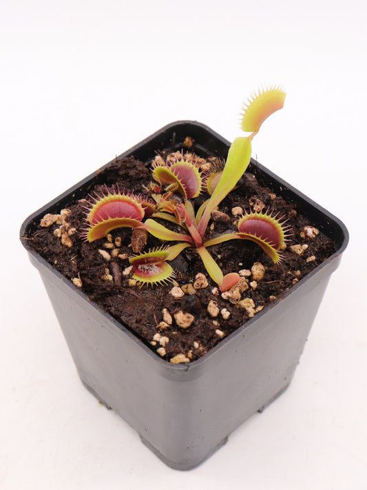 Dionaea muscipula FTS 'Flaming lips'