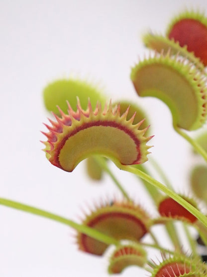 Dionaea muscipula "Fake dracula"