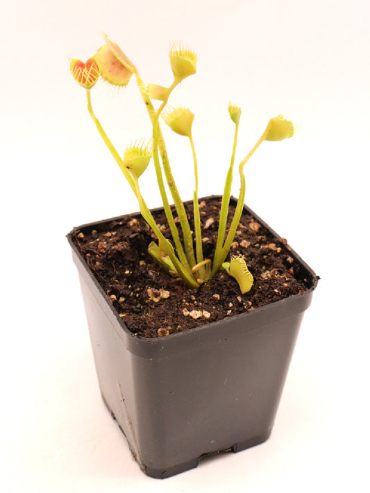 Dionaea muscipula "Fine teeth"