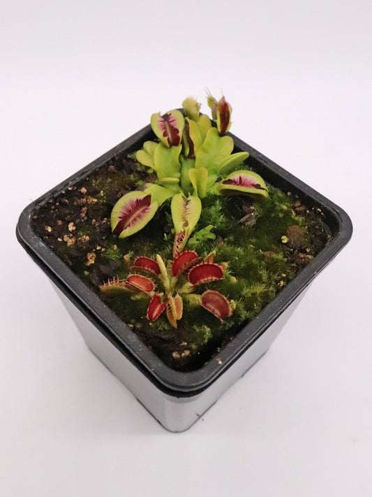 Dionaea muscipula "Fused tooth" Seedgrow