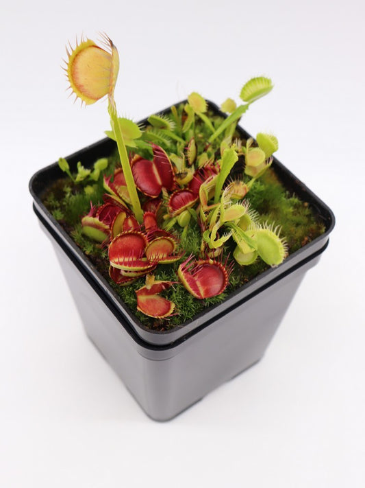 Dionaea muscipula "Fused tooth china"