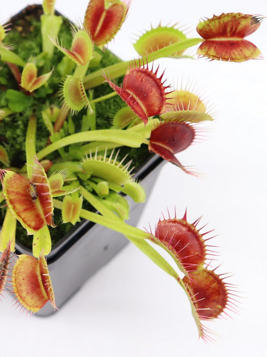 Dionaea muscipula "Fuzzy teeth"  Svarc