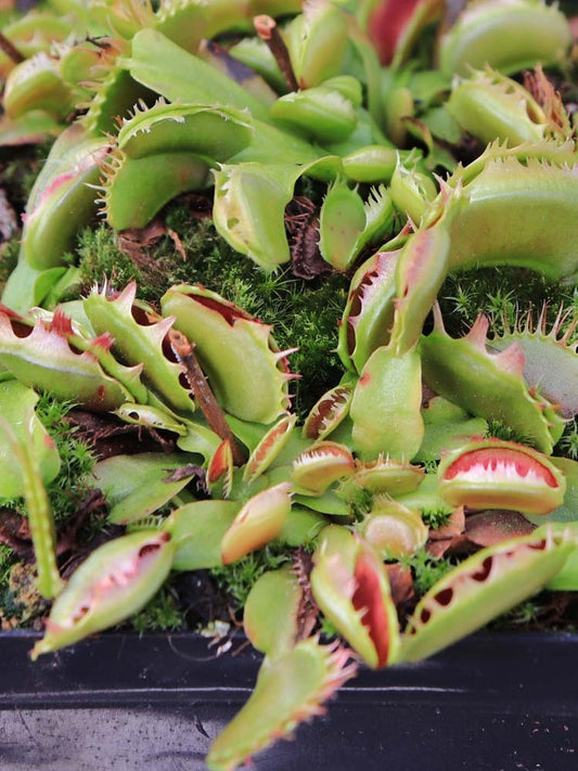 Dionaea muscipula "Fuzzy tooth" DM02J BCP