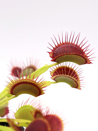 Dionaea muscipula "G14"