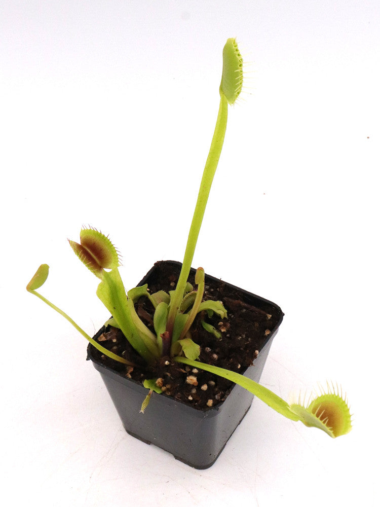 Dionaea muscipula "G14 x G19"