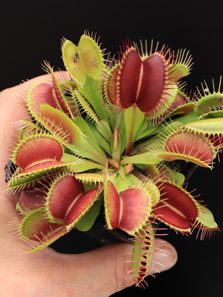 Dionaea muscipula "G17"