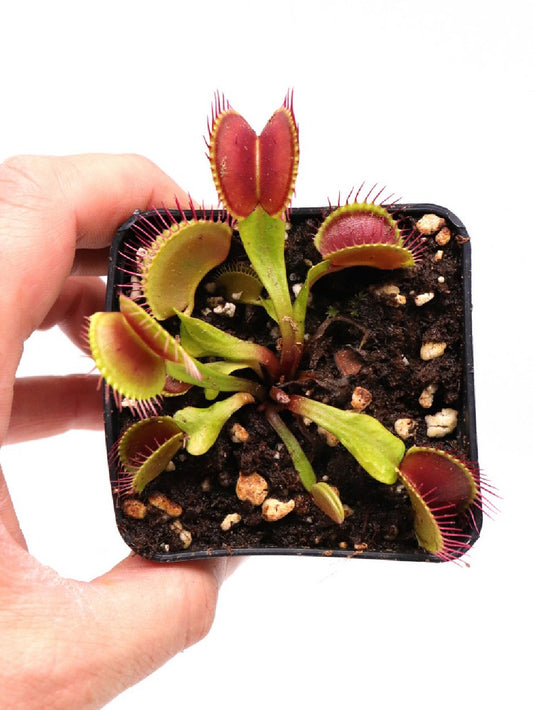 Dionaea muscipula "G7"