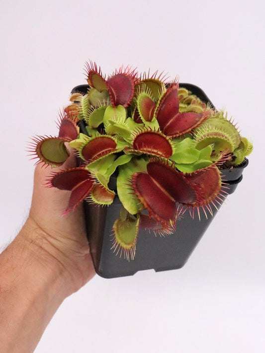 Dionaea muscipula "GC Curled"