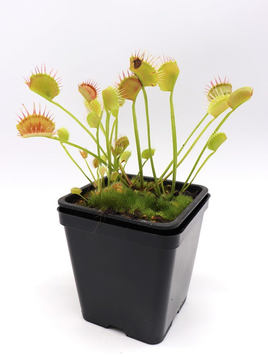 Dionaea muscipula "GC Fused spider"