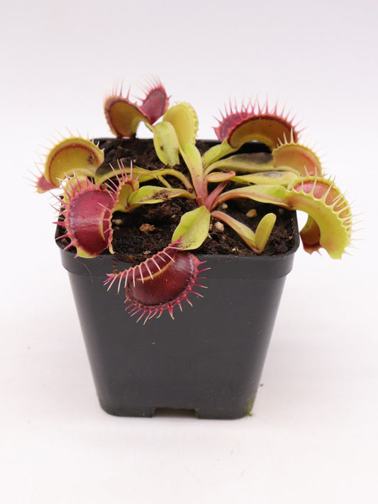 Dionaea muscipula "GC Harlequin"