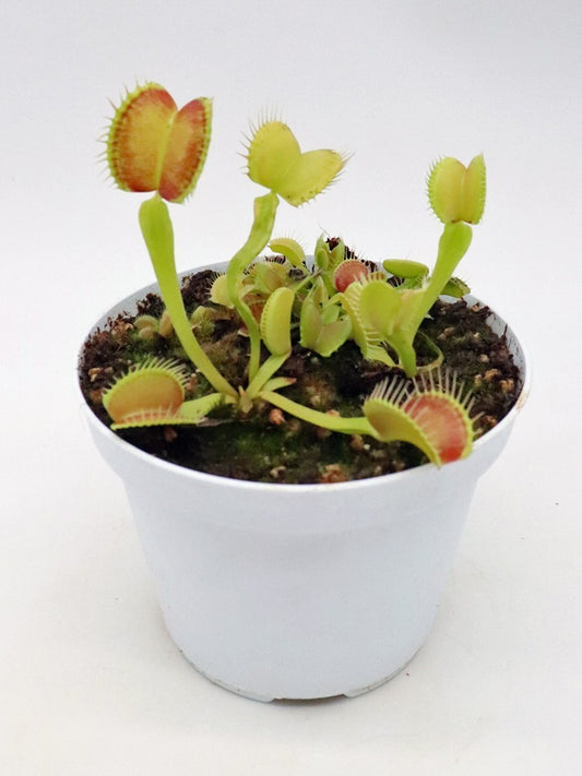 Dionaea muscipula "GC Madness"