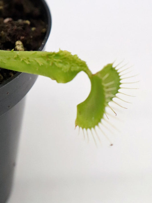 Dionaea muscipula "GC Slim crested"