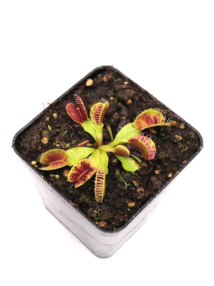 Dionaea muscipula "GC Striped"