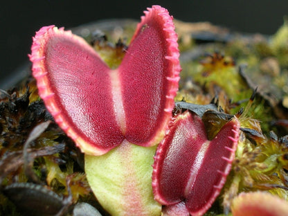 Dionaea muscipula "GC Wiky purple trap"