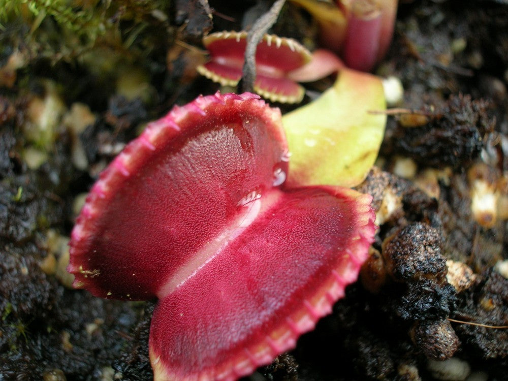 Dionaea muscipula "GC Wiky purple trap"