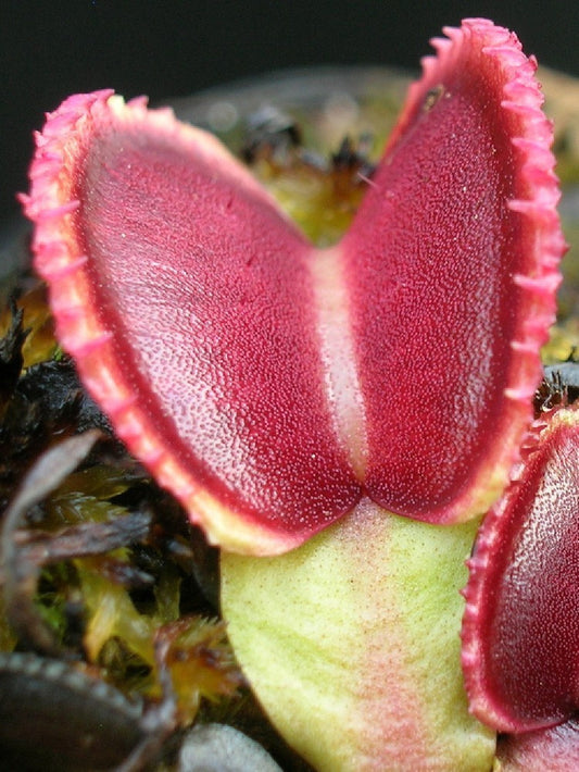 Dionaea muscipula "GC Wiky purple trap"