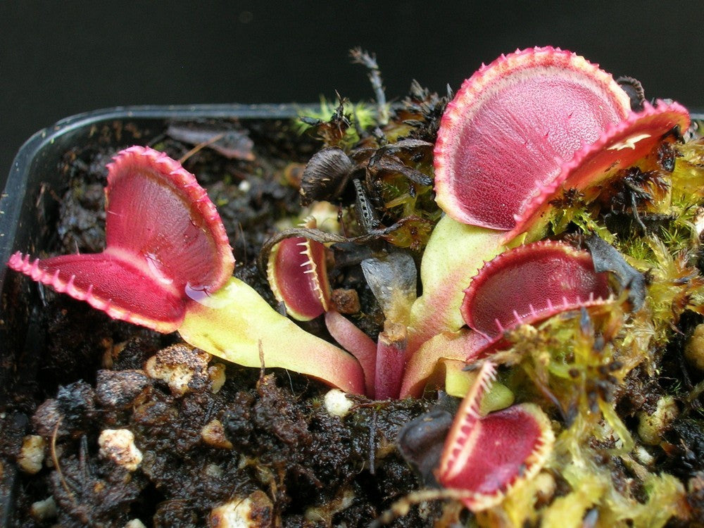 Dionaea muscipula "GC Wiky purple trap"