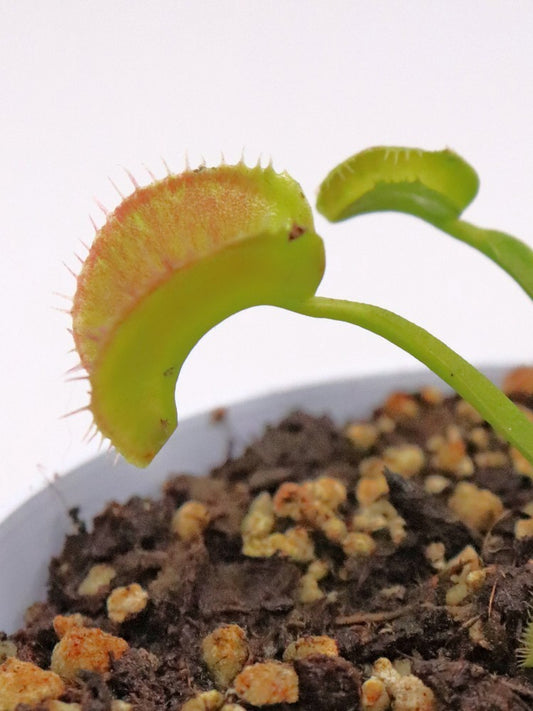 Dionaea muscipula "GC Zombie"