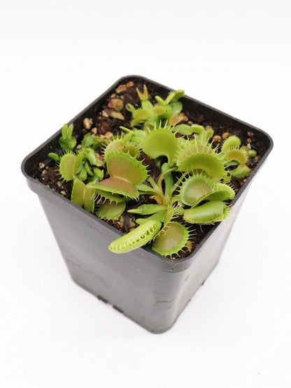 Dionaea muscipula "GJ Bloody nurse"