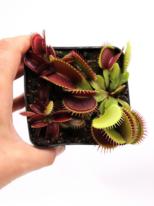 Dionaea muscipula "GJ Titan"