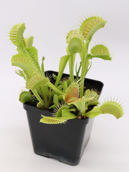 Dionaea muscipula "Gap teeth"