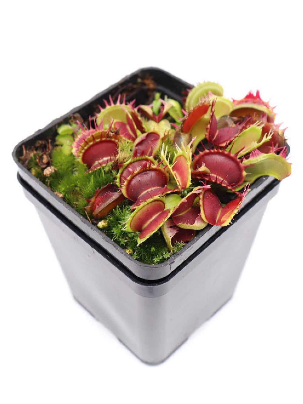 Dionaea muscipula "Gezacht" Fused