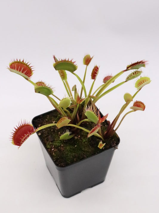 Dionaea muscipula "Giant  I 3"