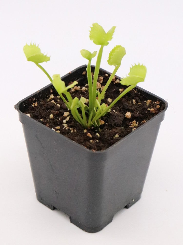 Dionaea muscipula "Giant werewolf"