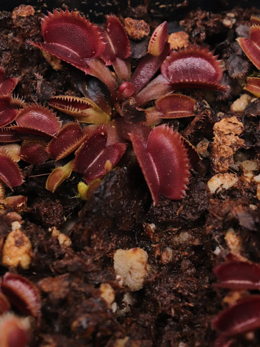 Dionaea muscipula "Gold strike"