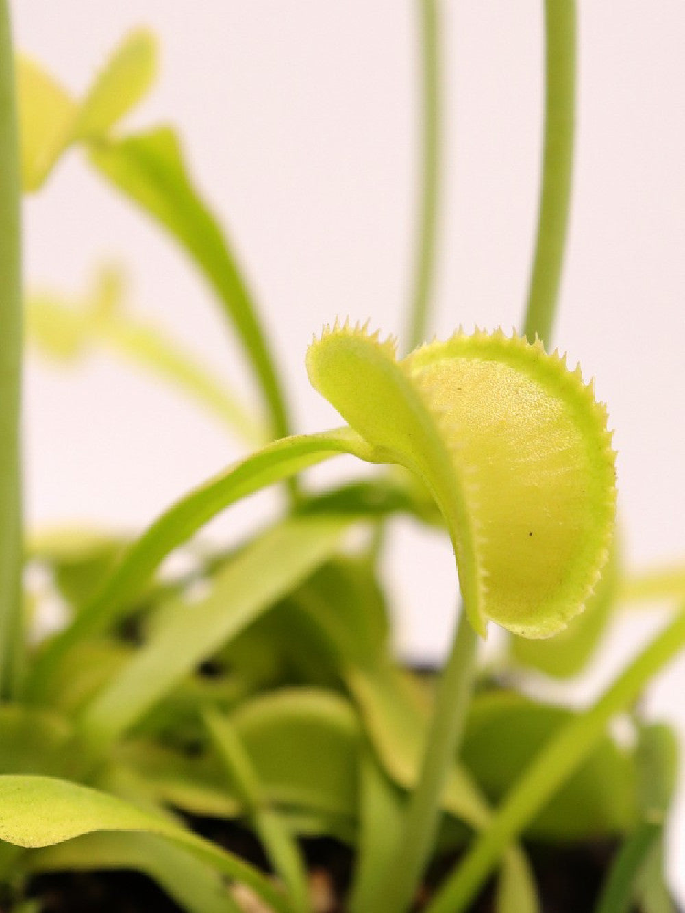 Dionaea muscipula "Green microdent"