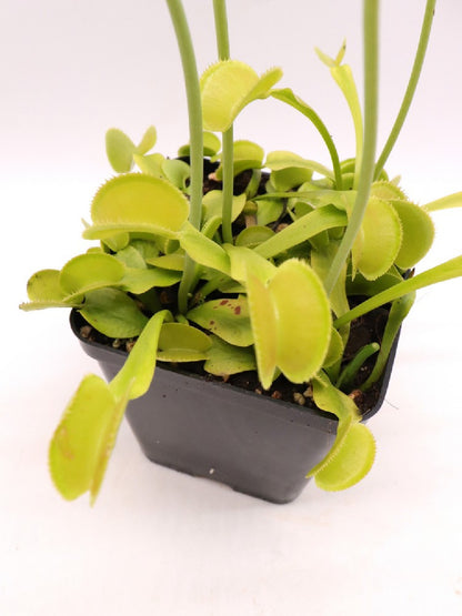 Dionaea muscipula "Green microdent"