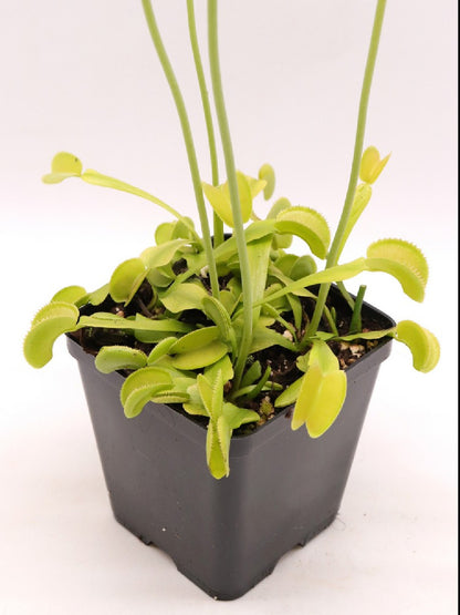 Dionaea muscipula "Green microdent"