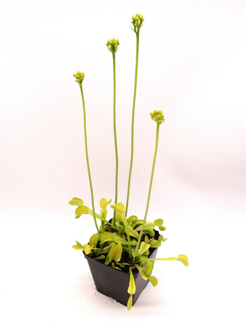 Dionaea muscipula "Green microdent"