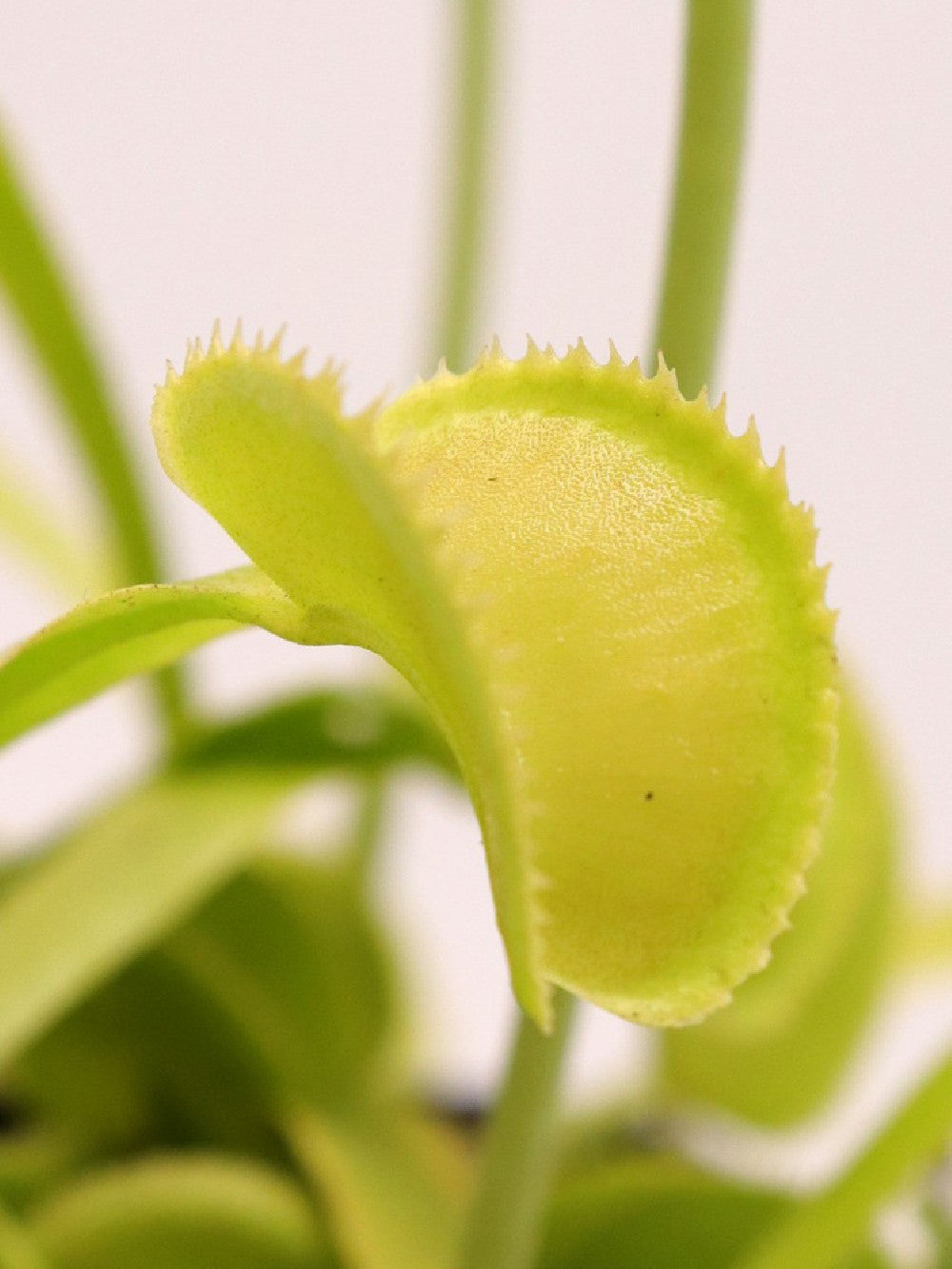 Dionaea muscipula "Green microdent"