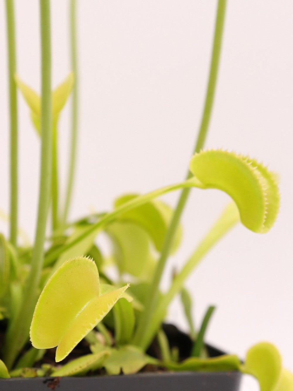 Dionaea muscipula "Green microdent"