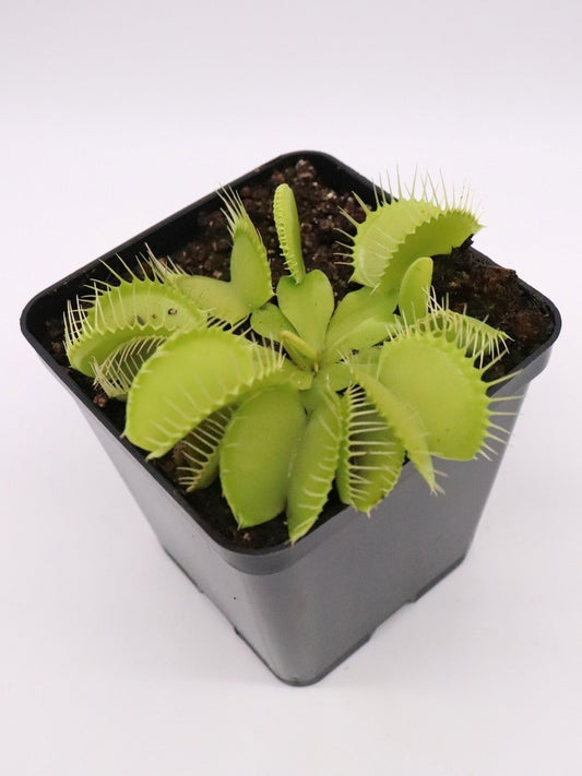 Dionaea muscipula "Green phalanx"