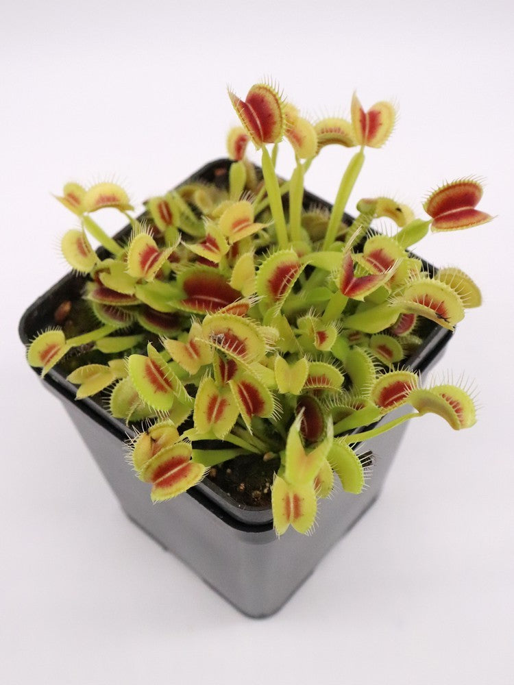 Dionaea muscipula "H15 BCP"