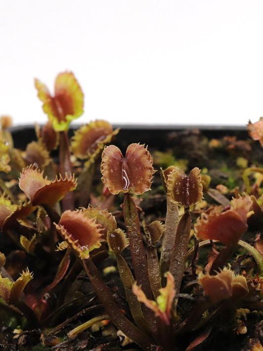 Dionaea muscipula "Hanny WTW"