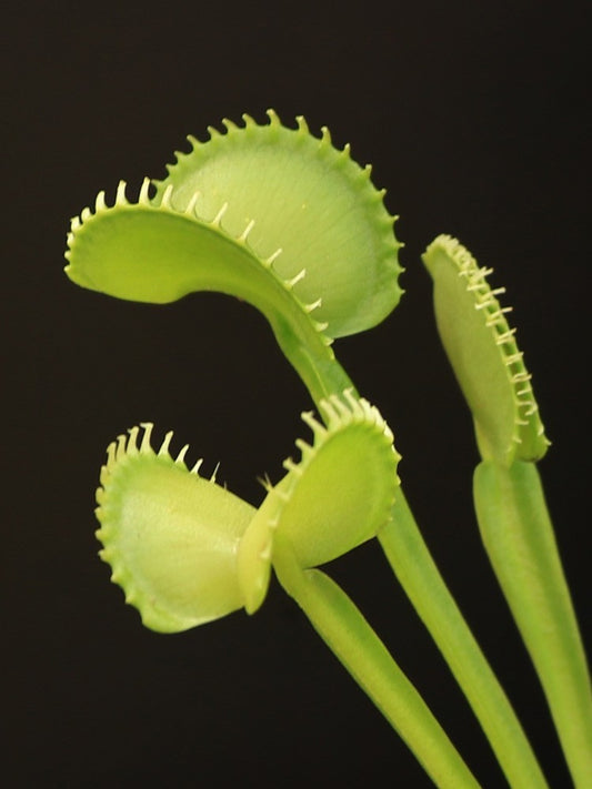 Dionaea muscipula "Heterophylla short teeth" Svarc