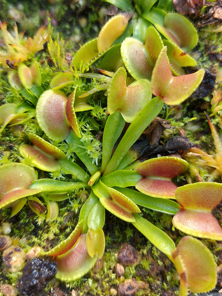 Dionaea muscipula "Hypatia"