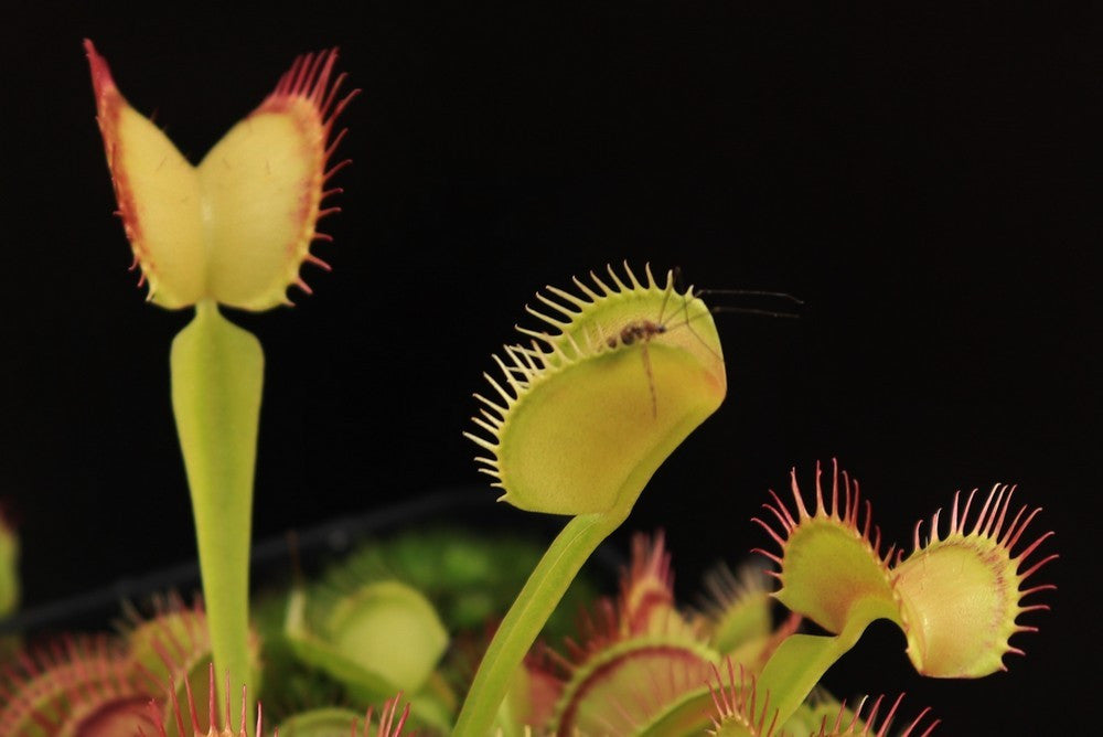 Dionaea muscipula "Inner red line"