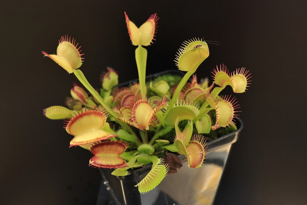 Dionaea muscipula "Inner red line"