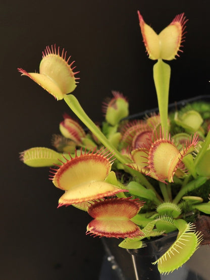 Dionaea muscipula "Inner red line"