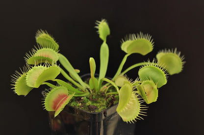 Dionaea muscipula "Intermediate teeth" D.Svarc