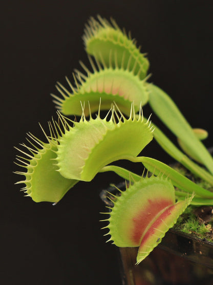 Dionaea muscipula "Intermediate teeth" D.Svarc