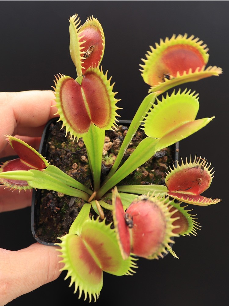 Dionaea muscipula "Jaws"