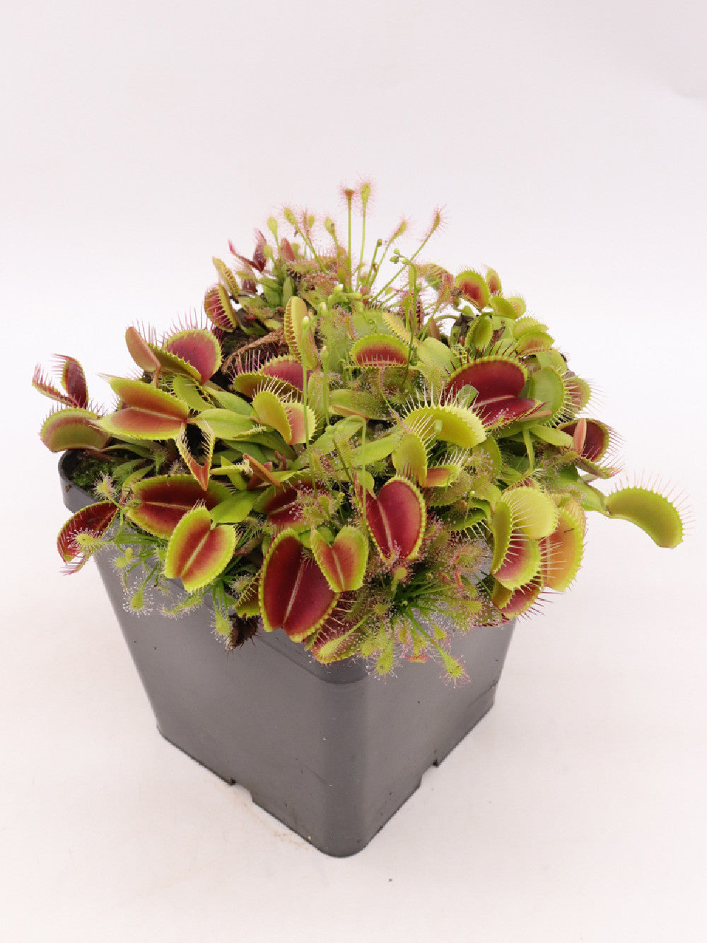 Dionaea muscipula "Jumbo"