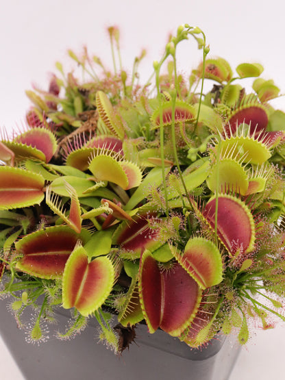 Dionaea muscipula "Jumbo"